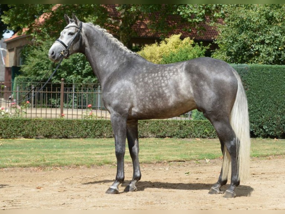 AVIADOR Holsteiner Étalon in Warendorf