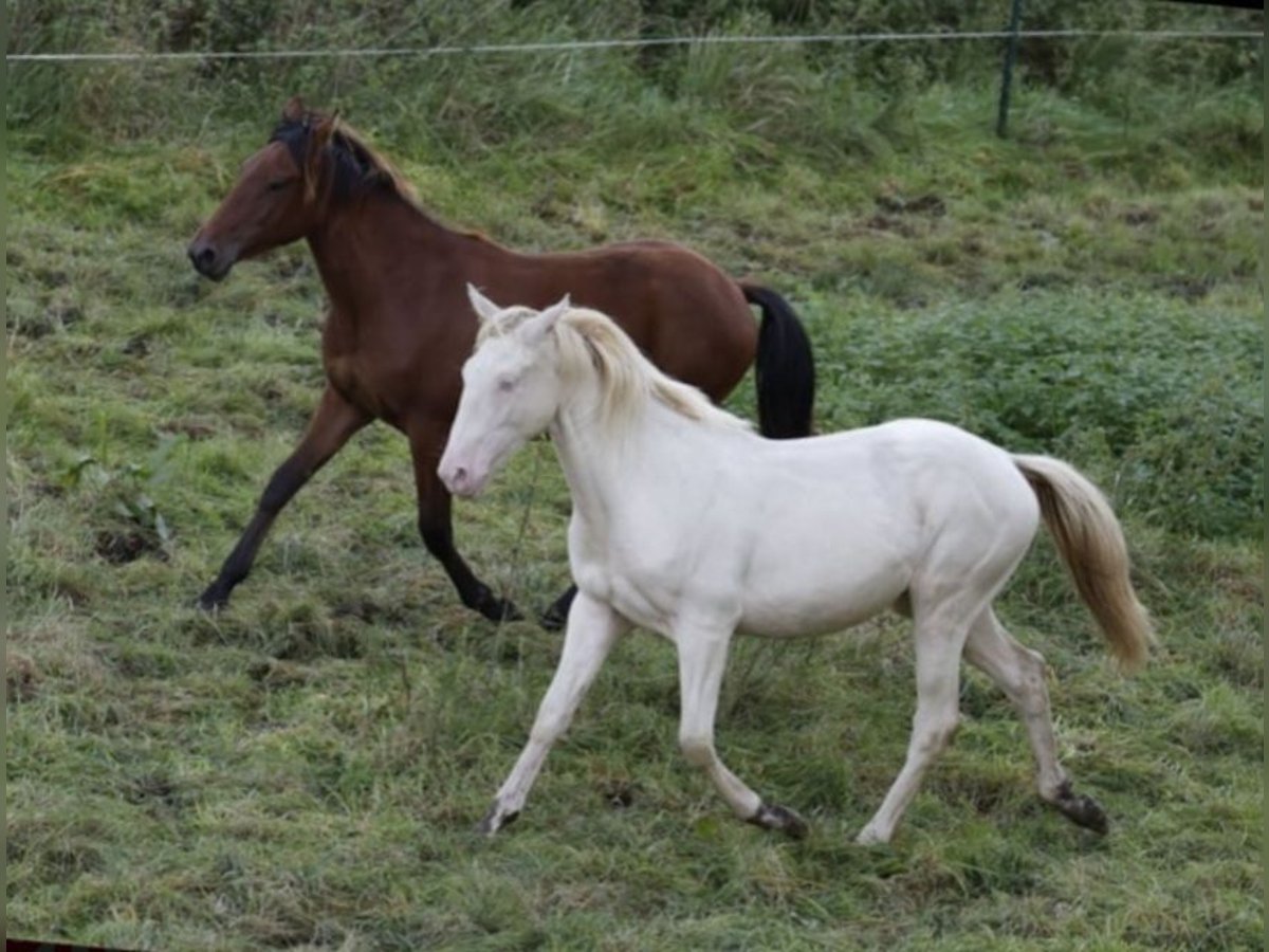 Azteca Caballo castrado 2 años 163 cm Perlino in Rödinghausen