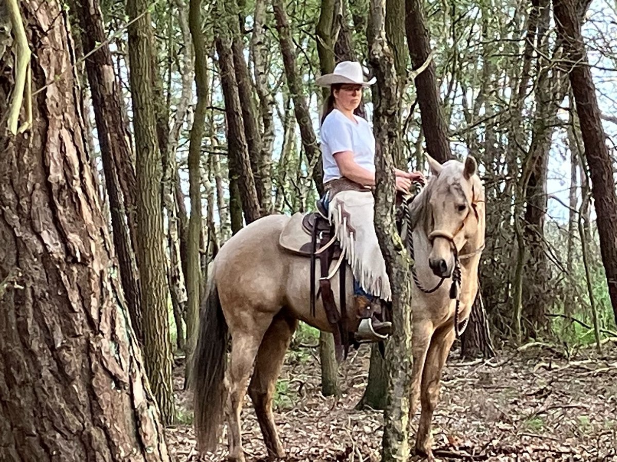 Azteca Caballo castrado 4 años 160 cm Palomino in Stemwede