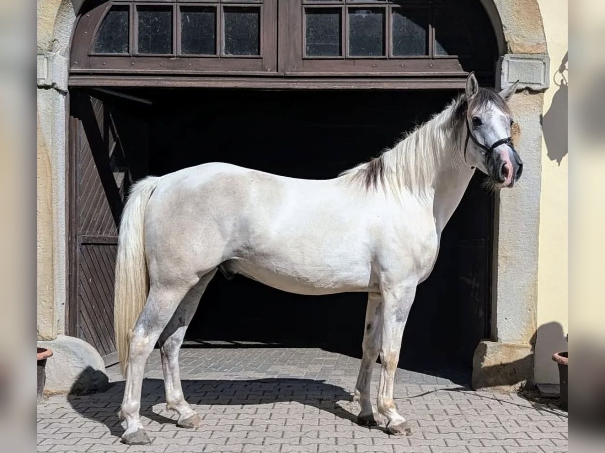 Azteca Caballo castrado 5 años 157 cm Grullo in Melle