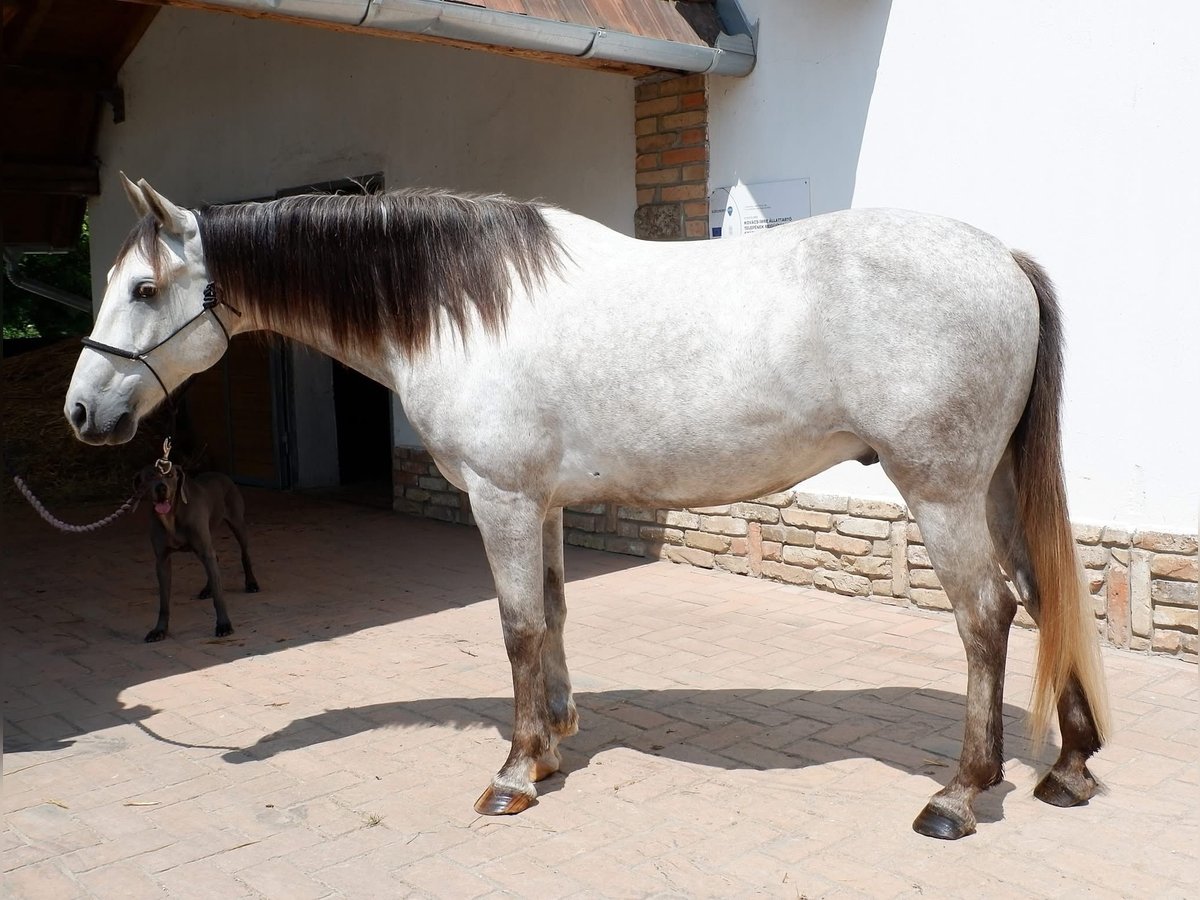 Azteca Caballo castrado 7 años 154 cm Tordo in Sz&#xE1;zhalombatta