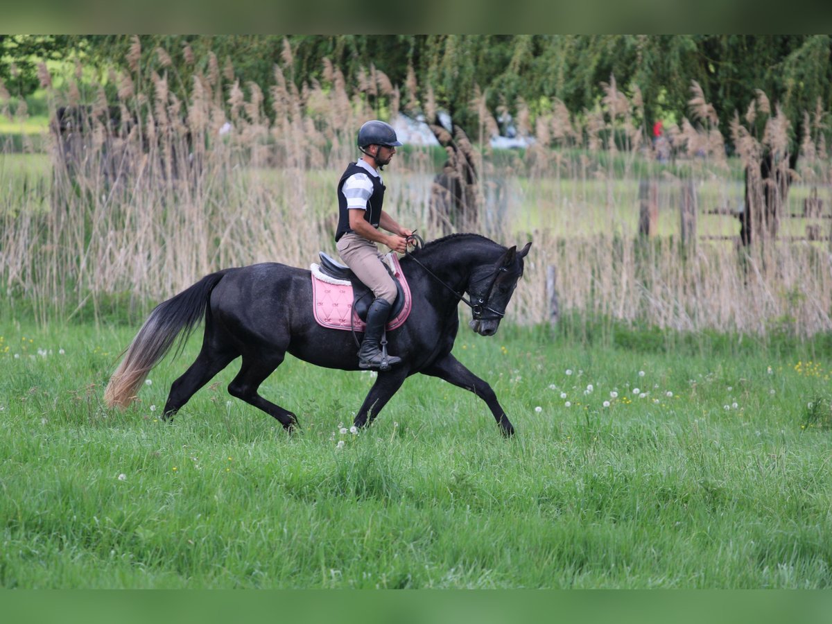 Azteca Castrone 4 Anni 154 cm Morello in Kisb&#xE9;r