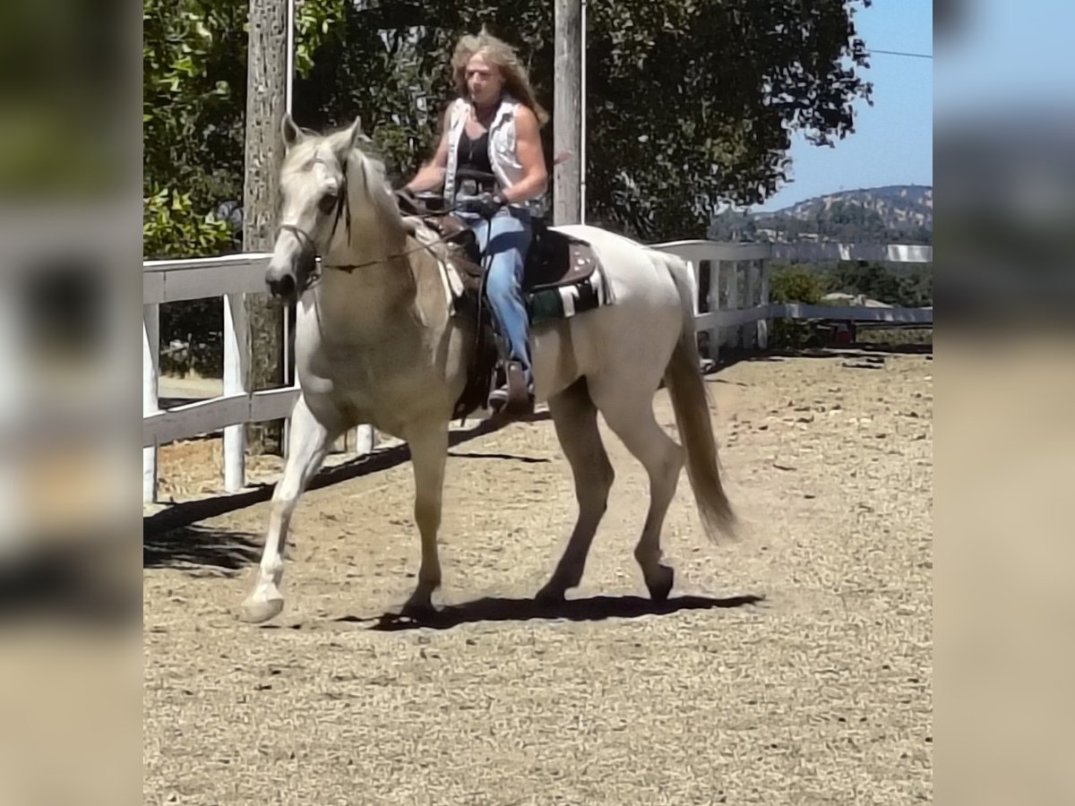 Azteca Gelding 10 years 16,1 hh Grey-Fleabitten in Grass Valley CA