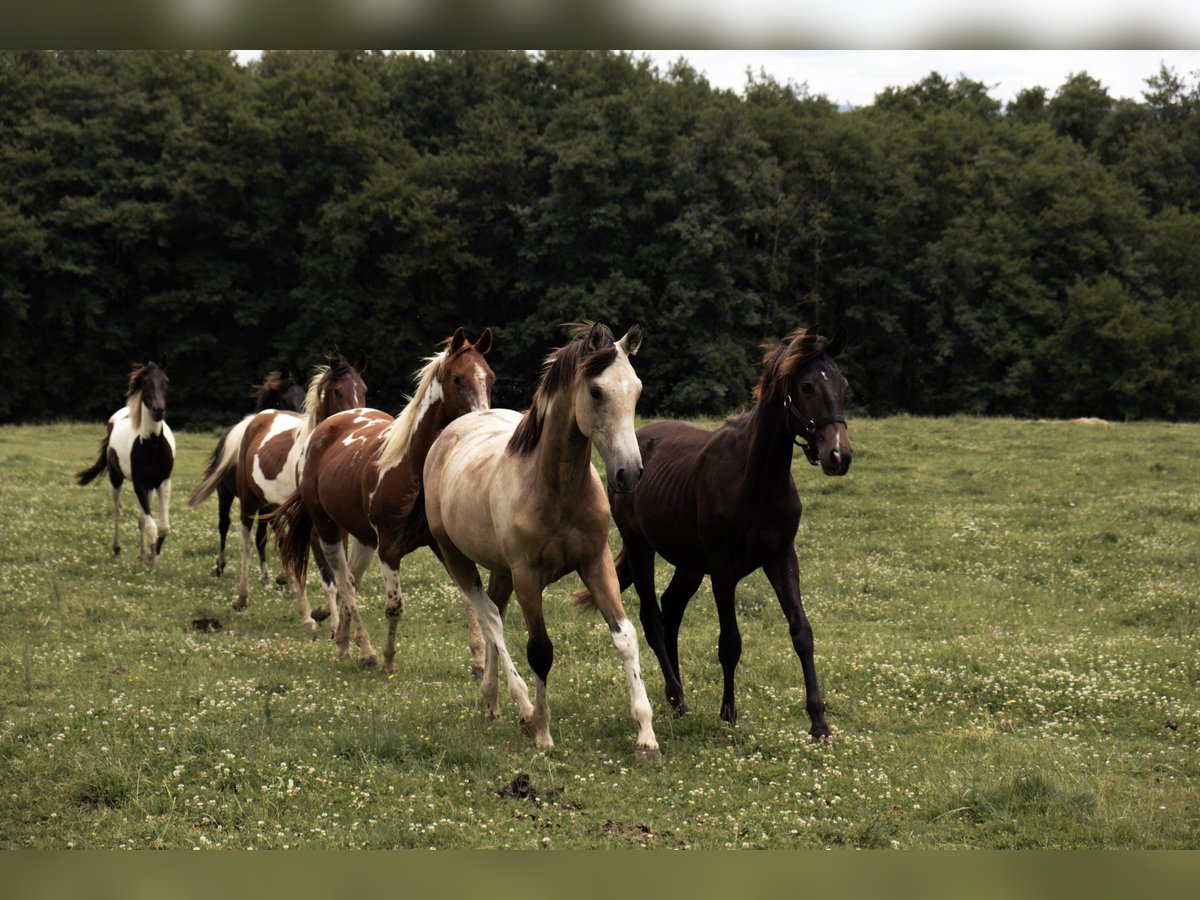 Azteca Gelding Foal (01/2025) in Frontenaud