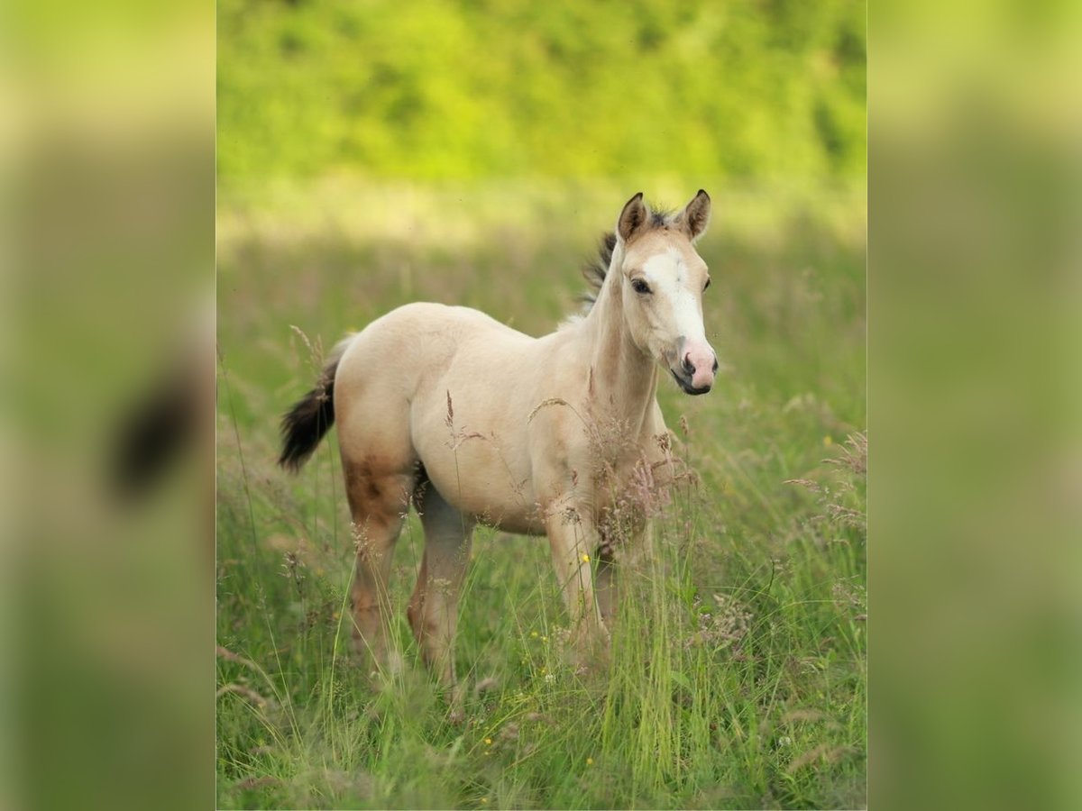 Azteca Giumenta 1 Anno 155 cm Pelle di daino in Waldshut-Tiengen