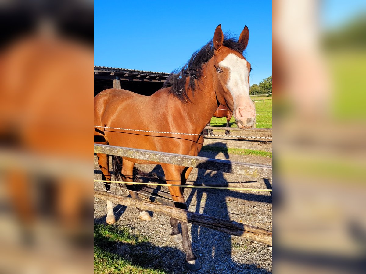 Azteca Giumenta 2 Anni 164 cm Baio in Rohrdorf