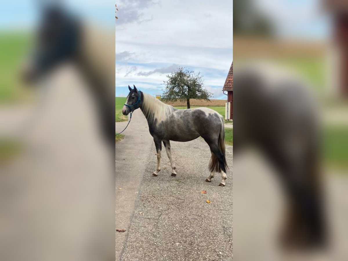 Azteca Giumenta 3 Anni 161 cm Pezzato in Römerstein