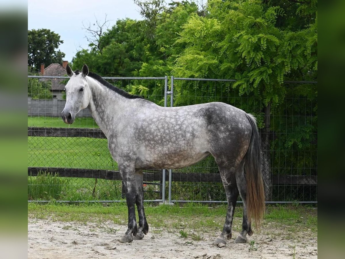 Azteca Giumenta 9 Anni 155 cm in Stopfenreuth