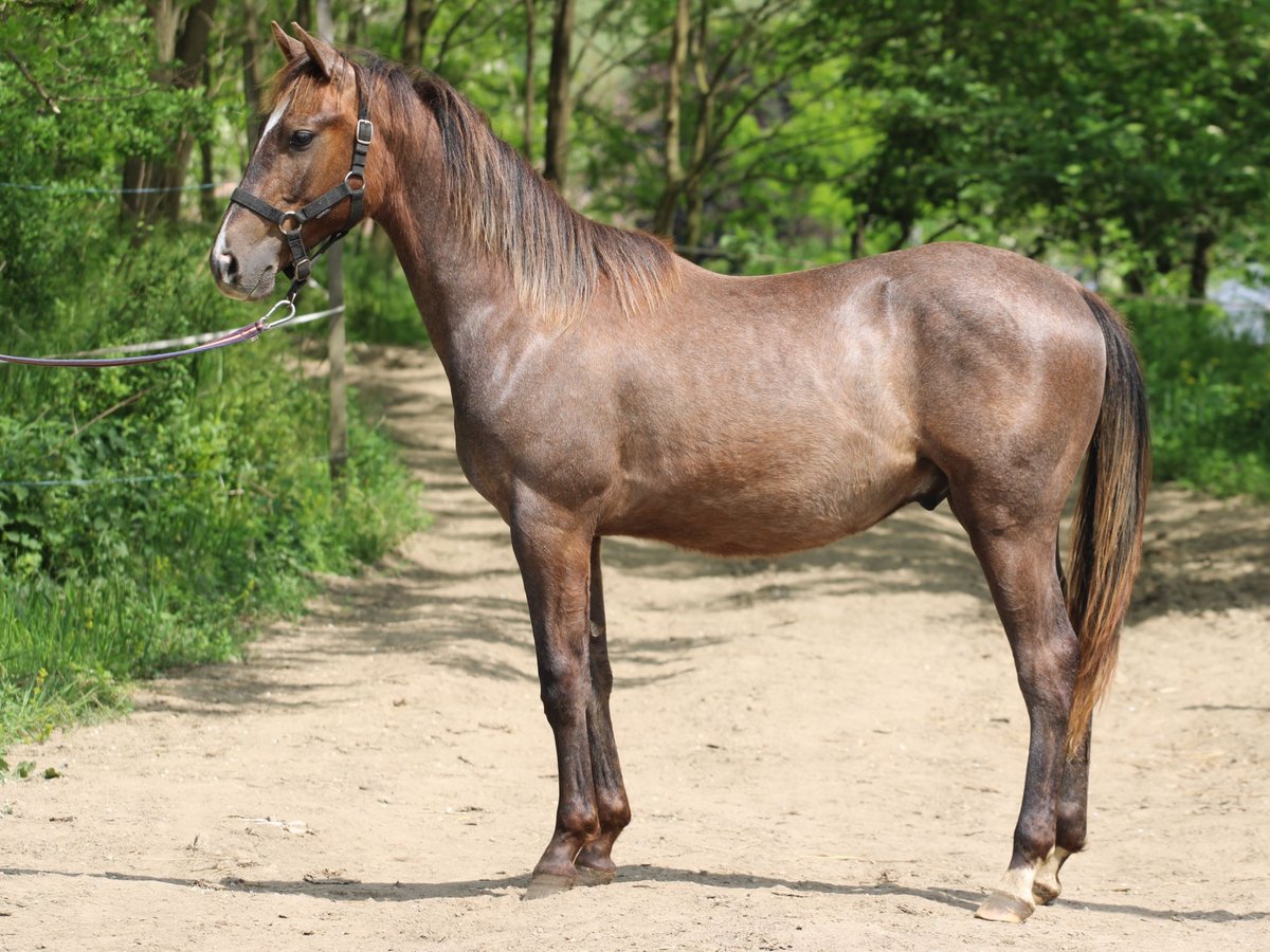 Azteca Hengst 1 Jaar 125 cm Schimmel in Kisbér