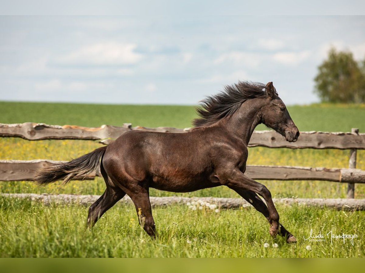 Azteca Hengst 1 Jaar 138 cm Grullo in Feuchtwangen