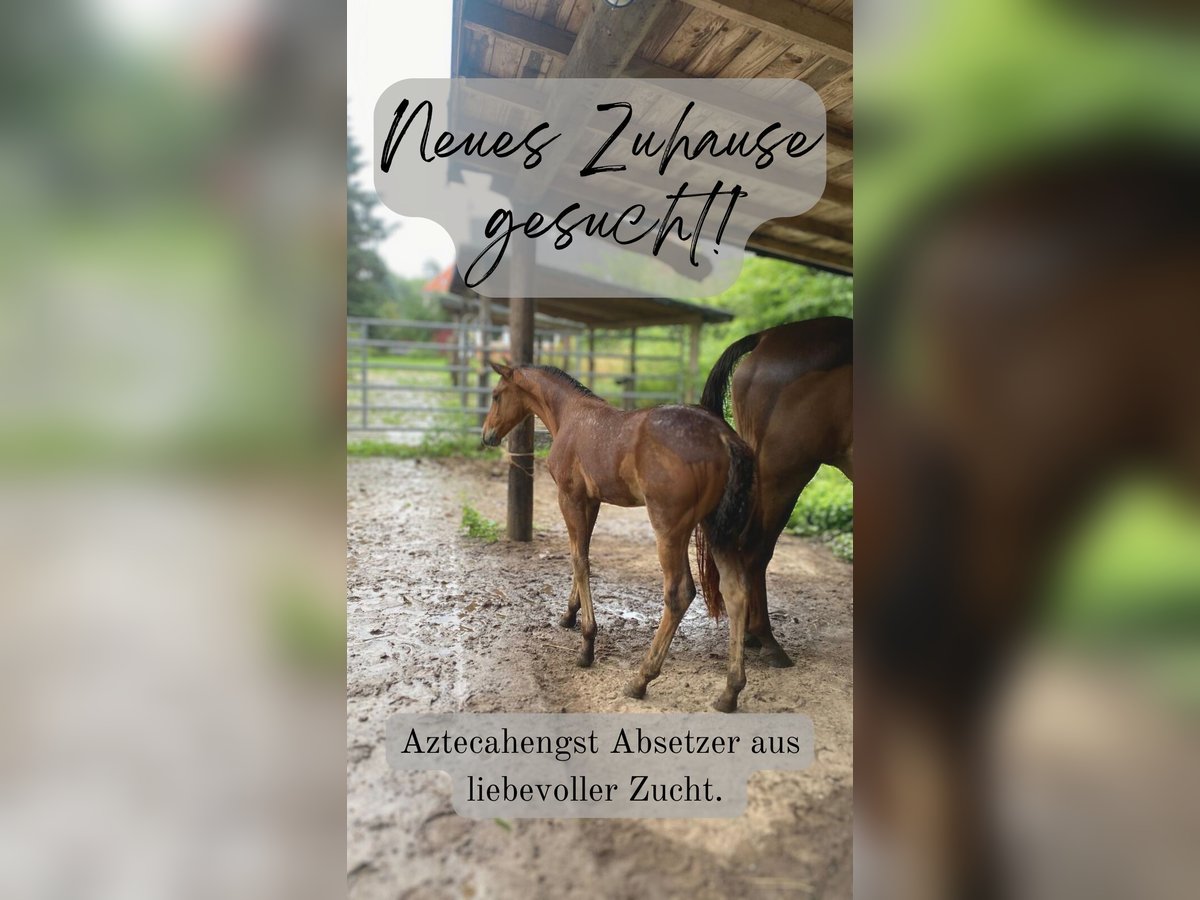 Azteca Hengst 1 Jaar 158 cm Bruin in Lauenau