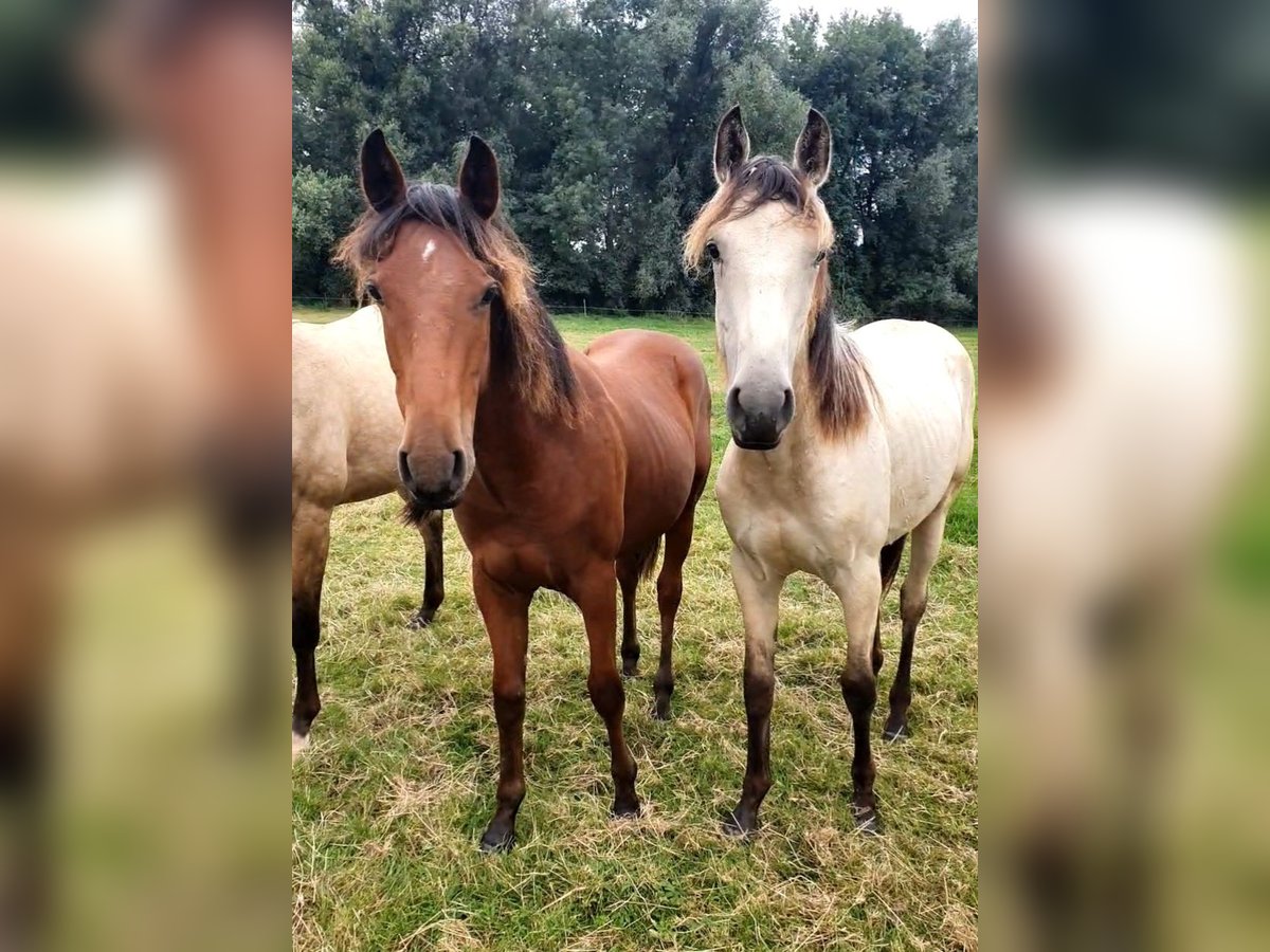 Azteca Hengst 1 Jaar 158 cm Bruin in R&#xF6;dinghausen
