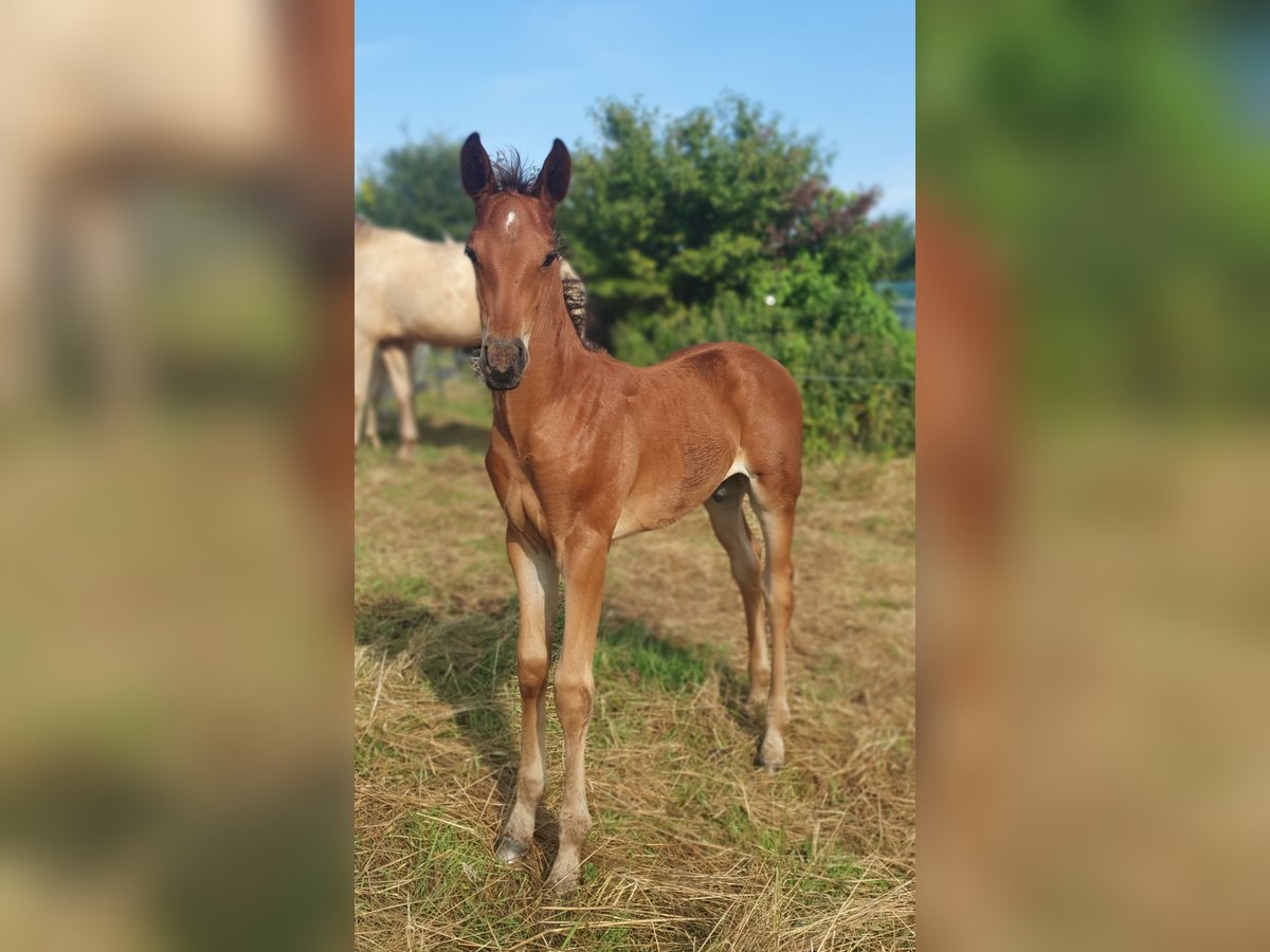 Azteca Hengst 1 Jaar 160 cm Bruin in Rödinghausen