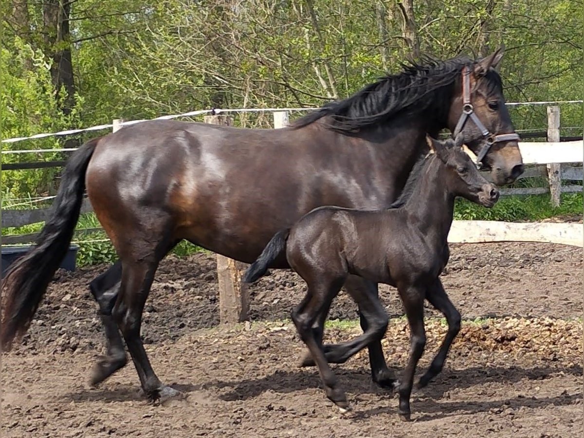 Azteca Mix Hengst 1 Jaar 160 cm Zwartbruin in Leipe