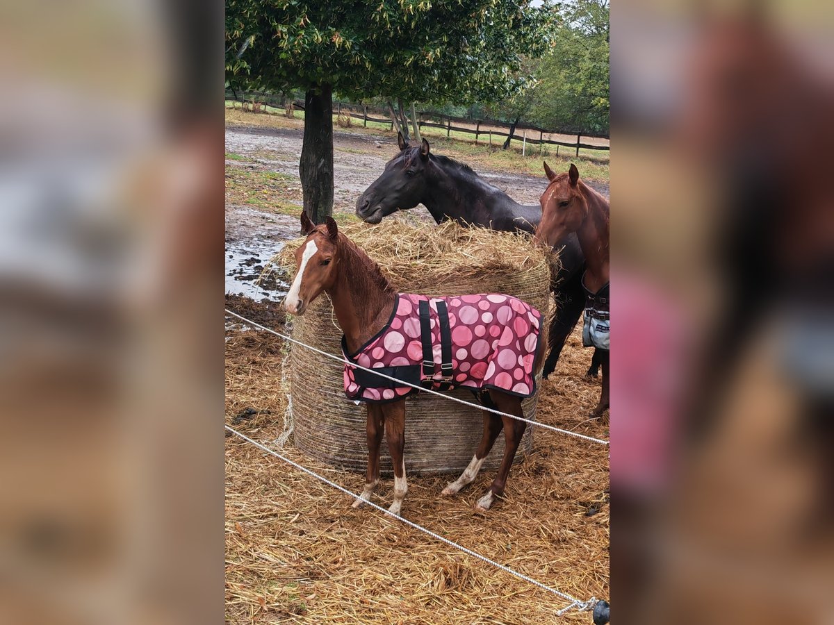 Azteca Mix Hengst 1 Jahr 150 cm Fuchs in Lutzmannsburg