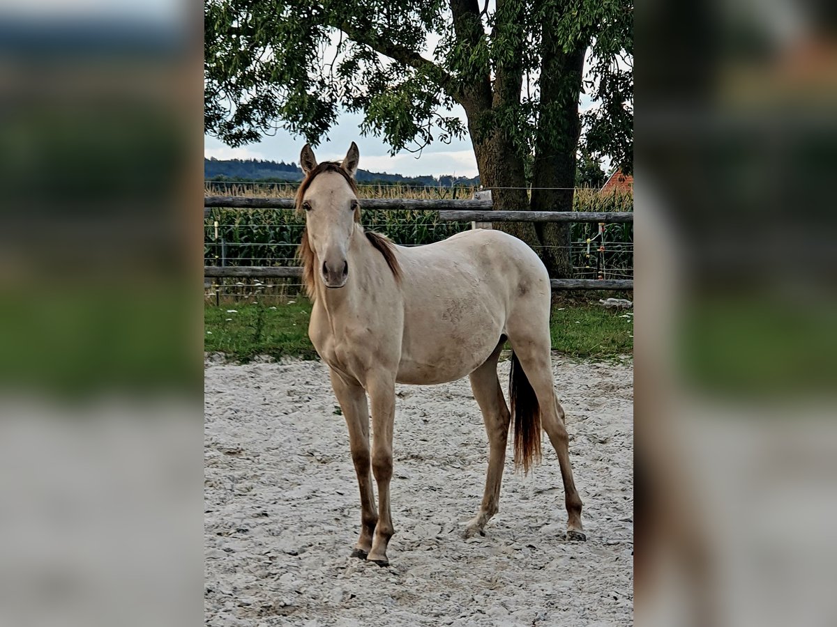 Azteca Hengst 1 Jahr 157 cm Champagne in B&#xFC;nde