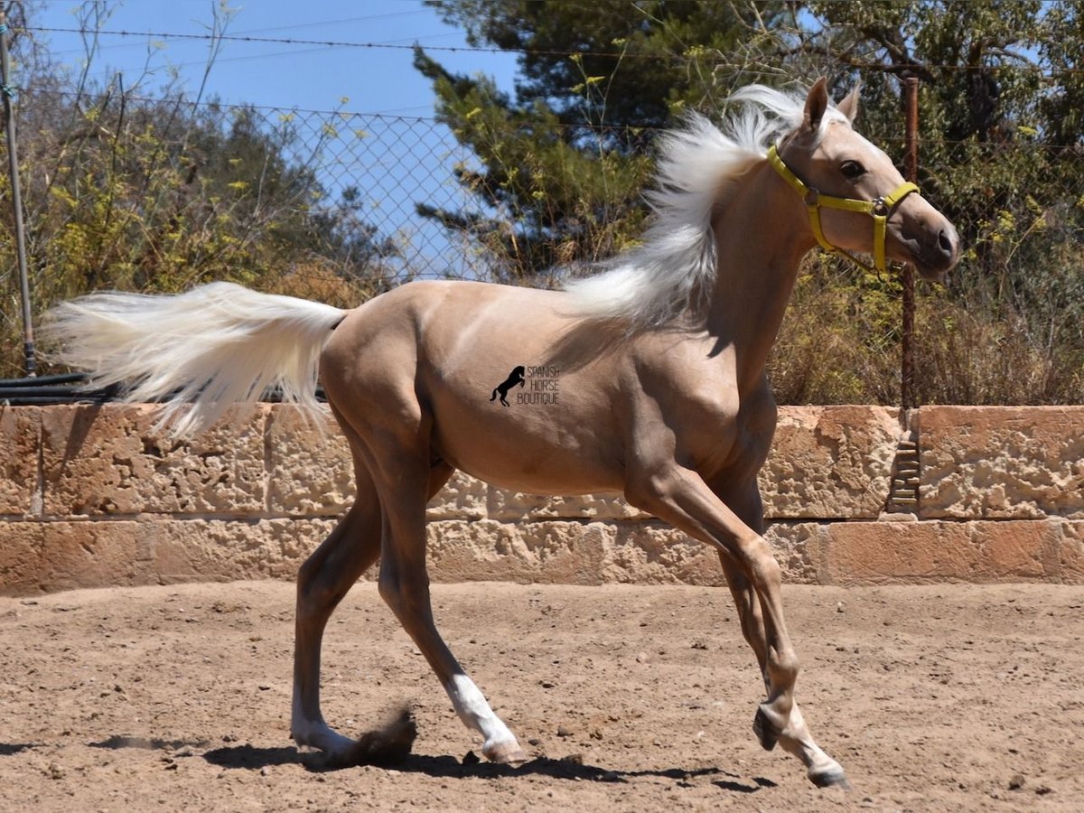 Azteca Hengst 1 Jahr 158 cm Palomino in Mallorca