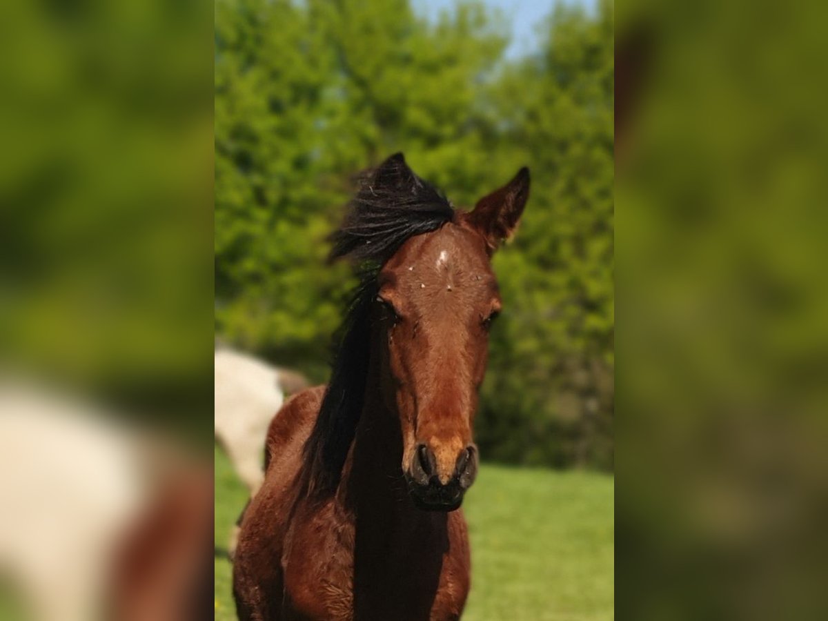 Azteca Hengst 1 Jahr 160 cm Brauner in Rödinghausen