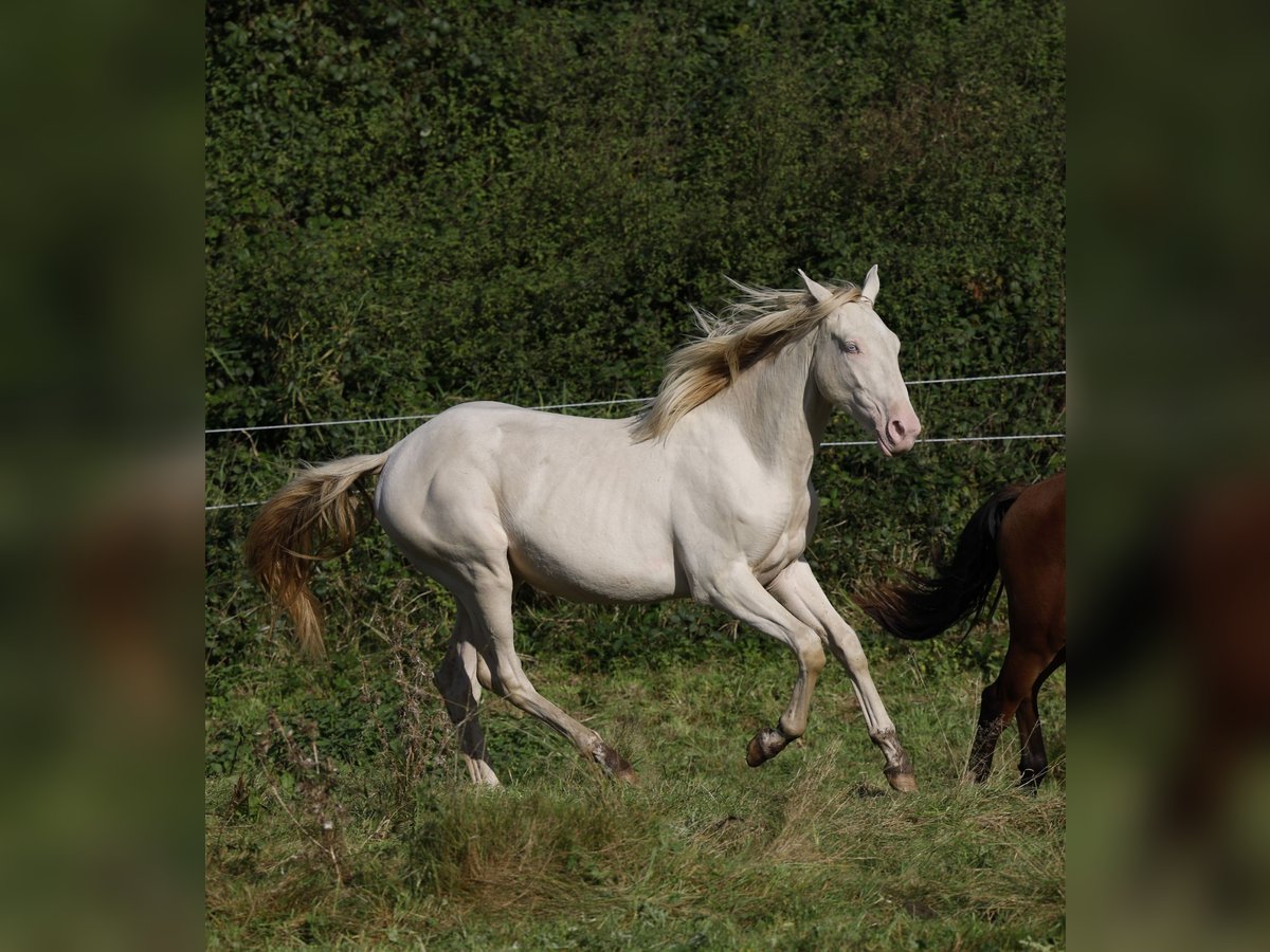 Azteca Hengst 2 Jahre 165 cm Perlino in Rödinghausen