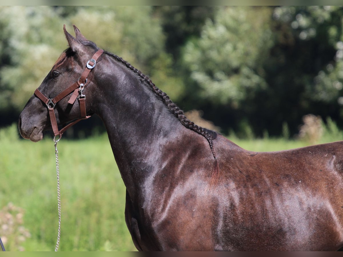 Azteca Hengst 3 Jaar 154 cm Zwart in Kisbér