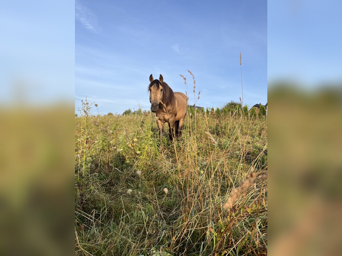 Azteca Hengst 3 Jaar 160 cm Buckskin in Blankenheim