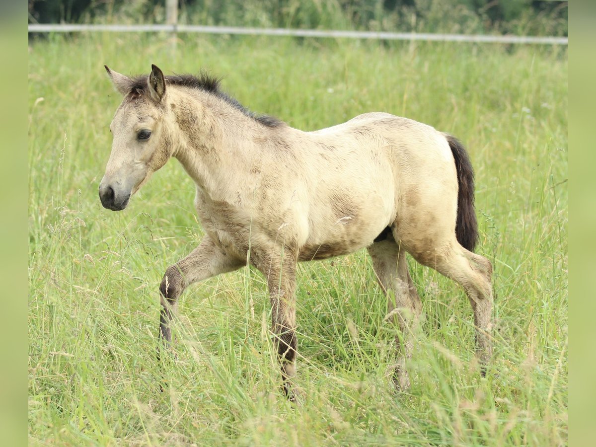 Azteca Hengst  155 cm Buckskin in Waldshut-Tiengen