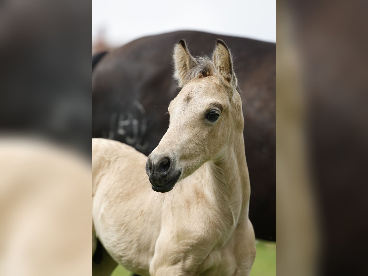 Azteca Hengst Fohlen (05/2024) 160 cm Buckskin in Rödinghausen