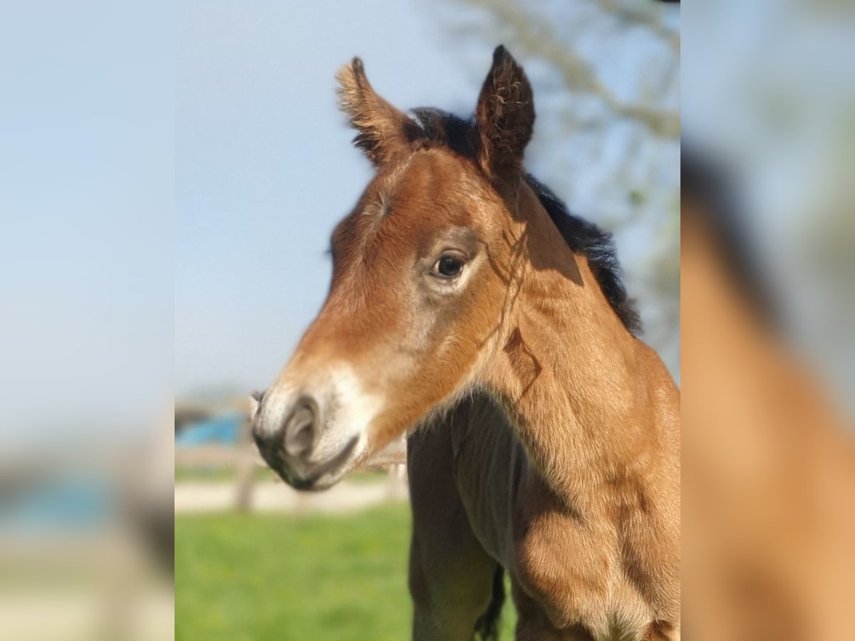 Azteca Hengst  155 cm Bruin in Rödinghausen