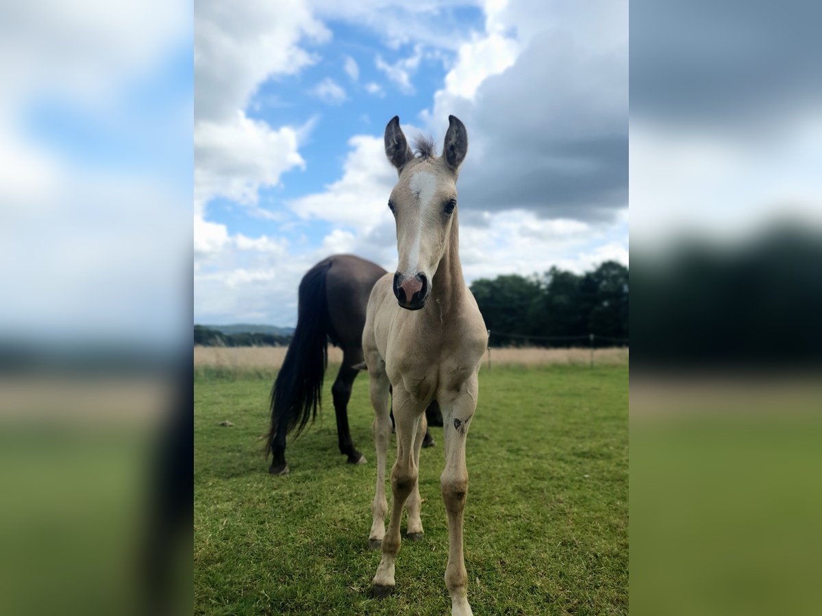 Azteca Hengst veulen (05/2024) 158 cm Buckskin in Bünde