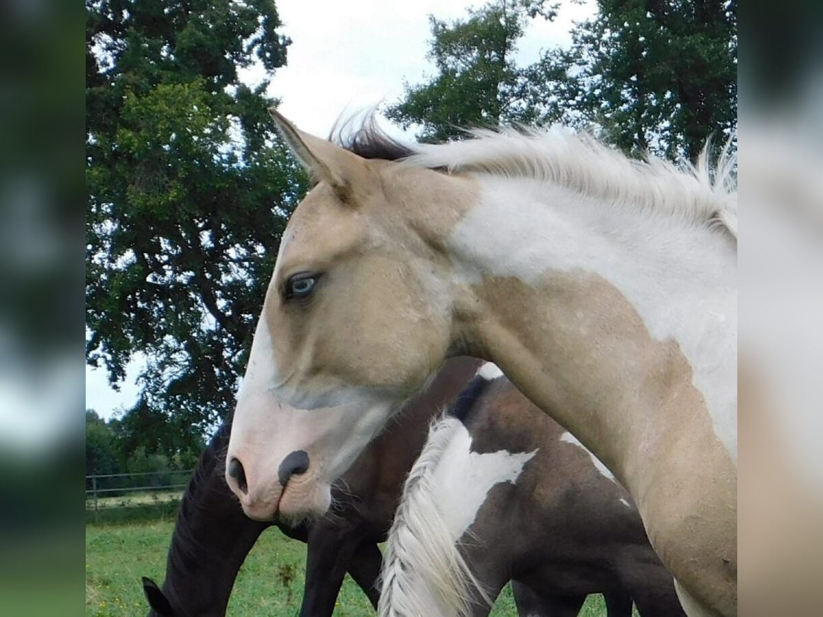 Azteca Hingst Föl (02/2024) 160 cm Tobiano-skäck-alla-färger in Unterspreewald