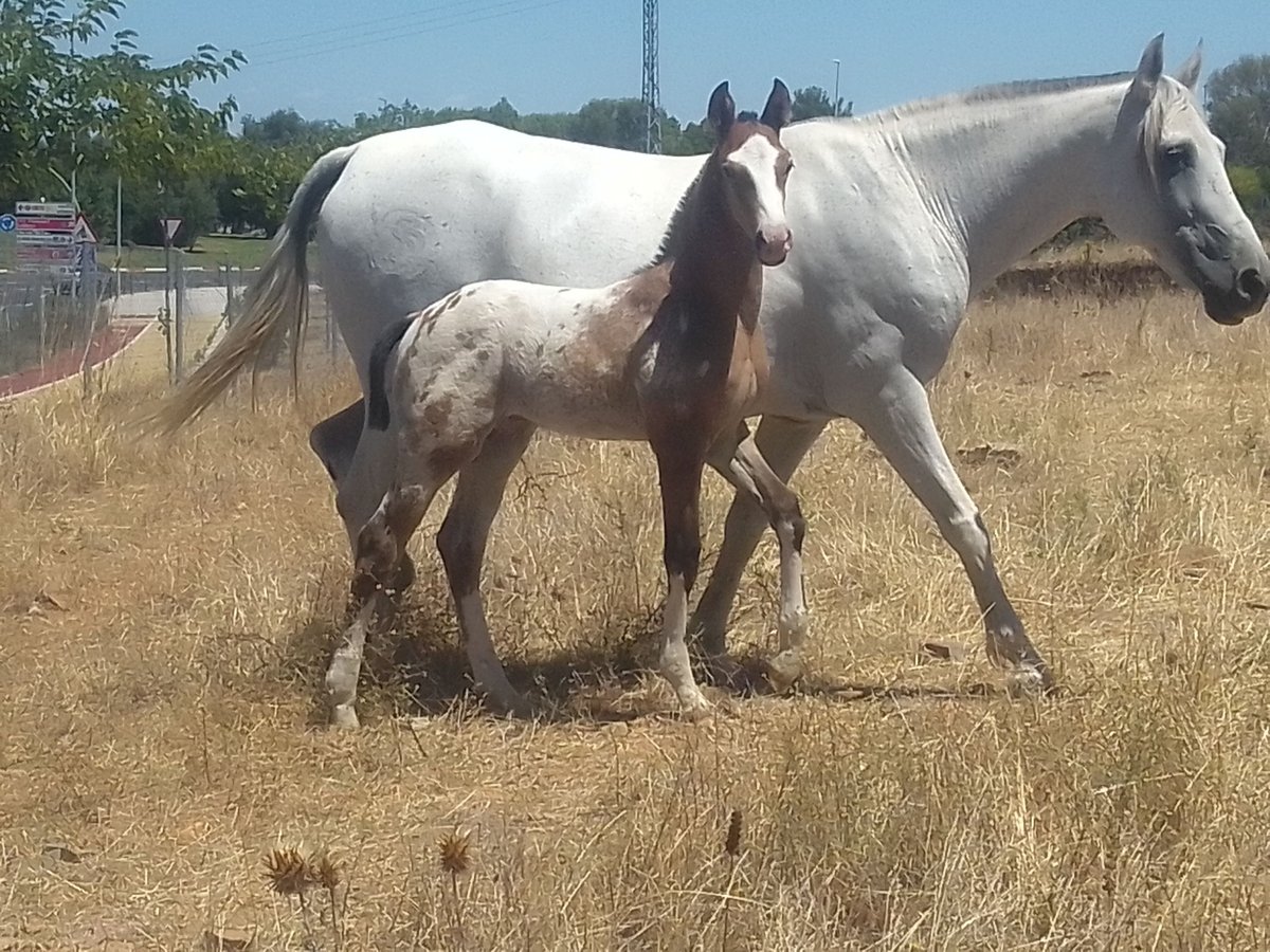 Azteca Hingst Föl (06/2024) Leopard-Piebald in Caceres