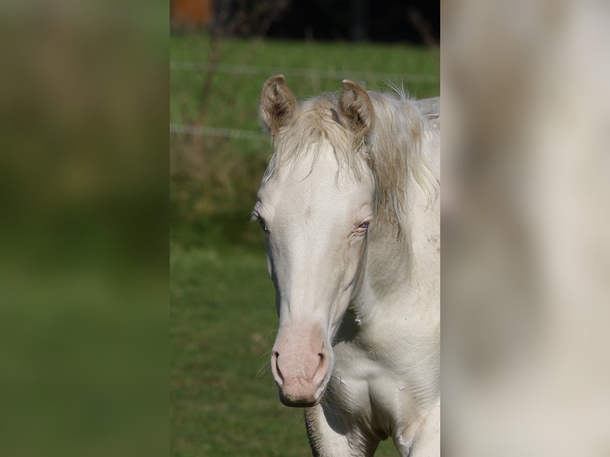 Azteca Mare 1 year 15 hh Perlino in Rödinghausen