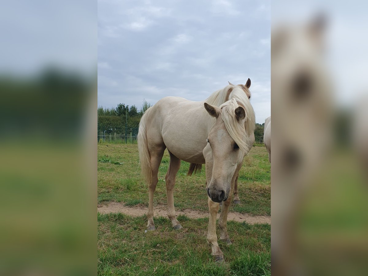 Azteca Mare 1 year 15,2 hh Palomino in Rödinghausen Azteca Mare 1 year 15,2 hh Palomino in Rödinghausen