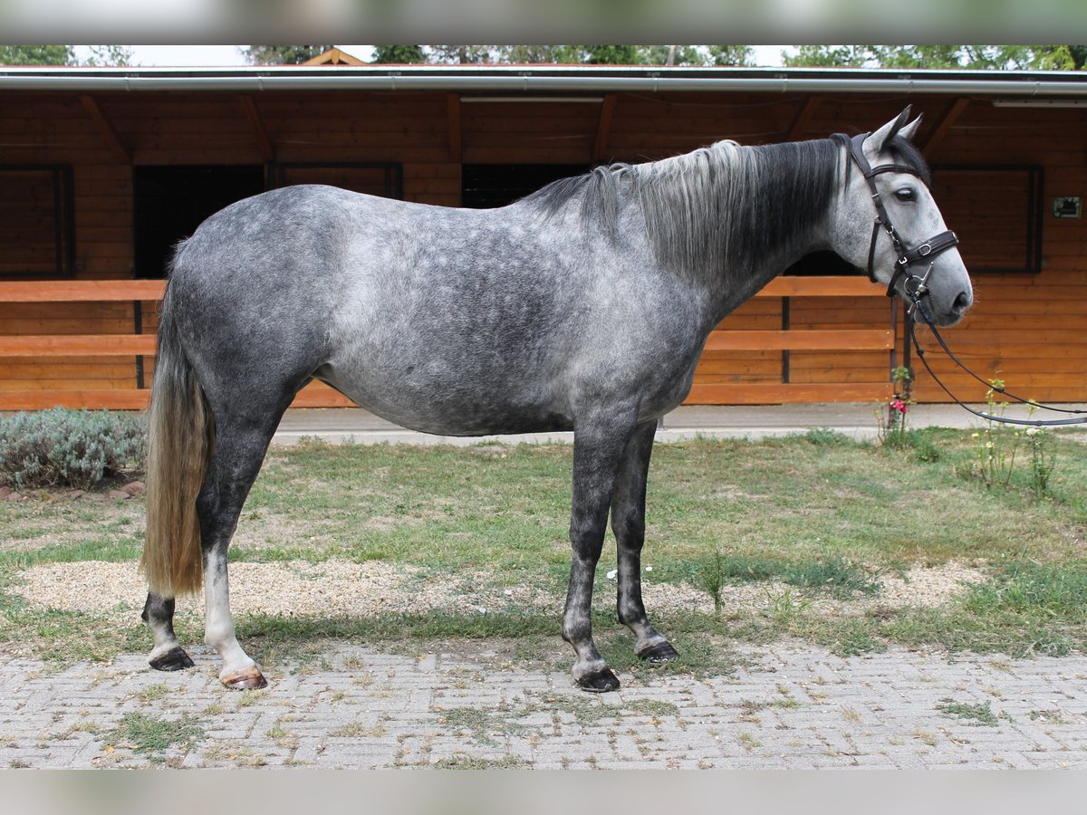 Azteca Mare 6 years 16 hh Gray in Etyek