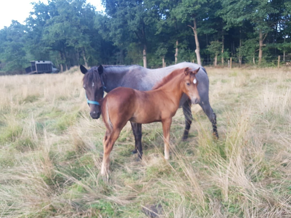 Azteca Mare 9 years 14,2 hh Roan-Blue in Mol