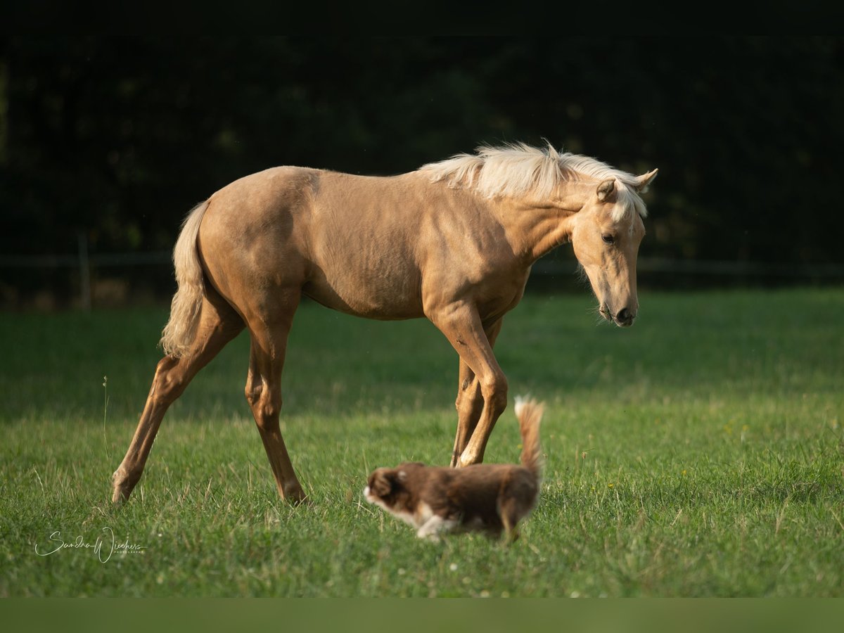 Azteca Mare Foal (04/2024) 15,1 hh Palomino in Walsrode