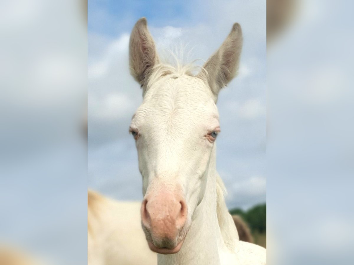 Azteca Mare Foal (04/2024) 15 hh Perlino in Rödinghausen