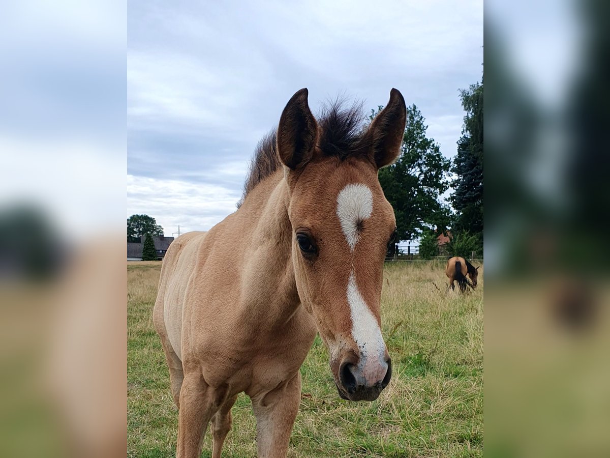 Azteca Mare  15,2 hh Red Dun in R&#xF6;dinghausen