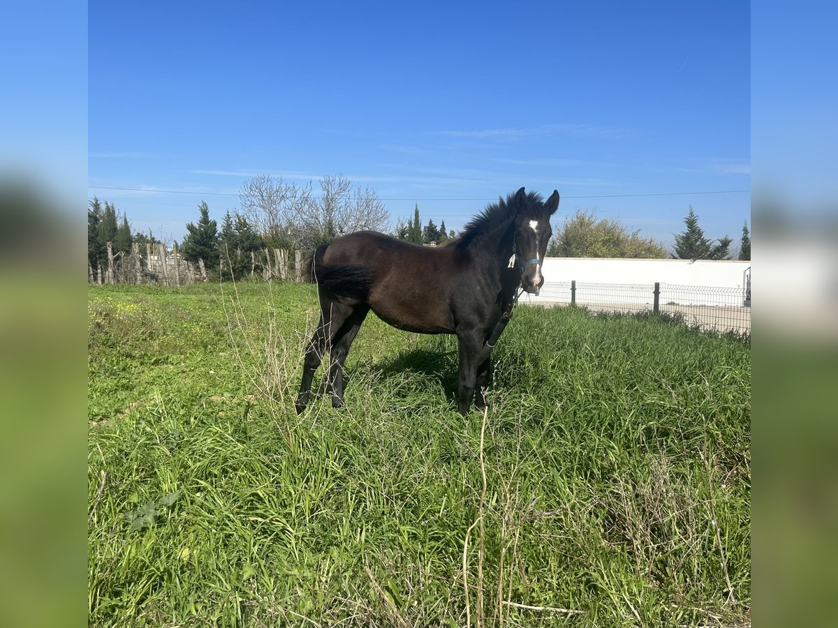 Azteca Mare Foal (04/2024) Gray in Conil De La Frontera