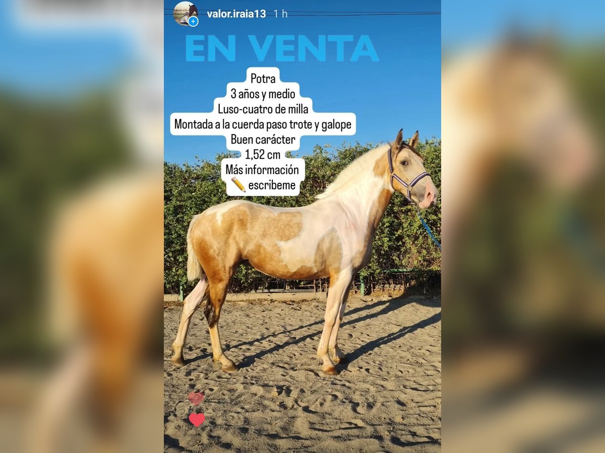 Azteca Mix Merrie 3 Jaar 152 cm Gevlekt-paard in Parque Corredor Del Henares (Mercado)