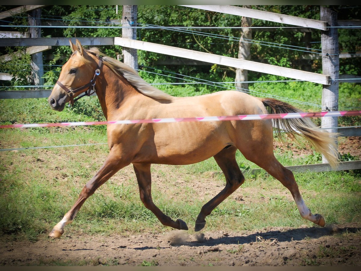 Azteca Semental 2 años 146 cm Dunalino (Cervuno x Palomino) in Kisbér