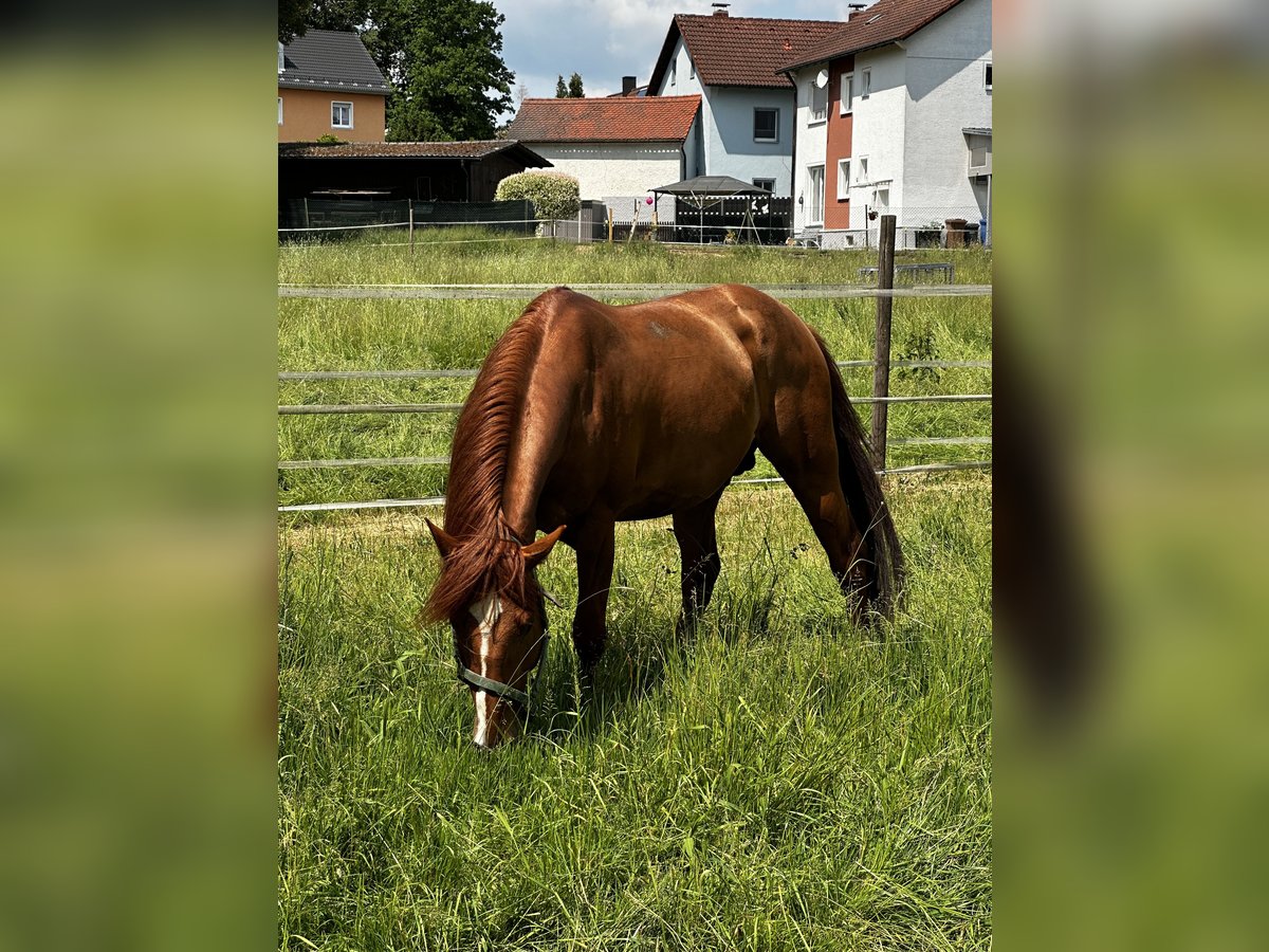 Azteca Mestizo Semental 6 años 155 cm Alazán in Vohenstrauß