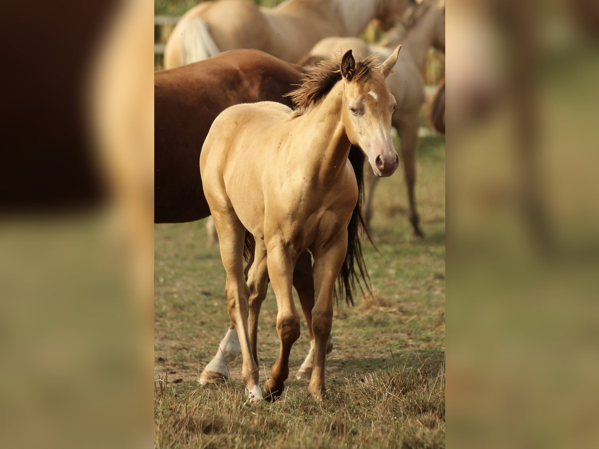 Azteca Stallion 1 year 14,2 hh Champagne in Waldshut-Tiengen