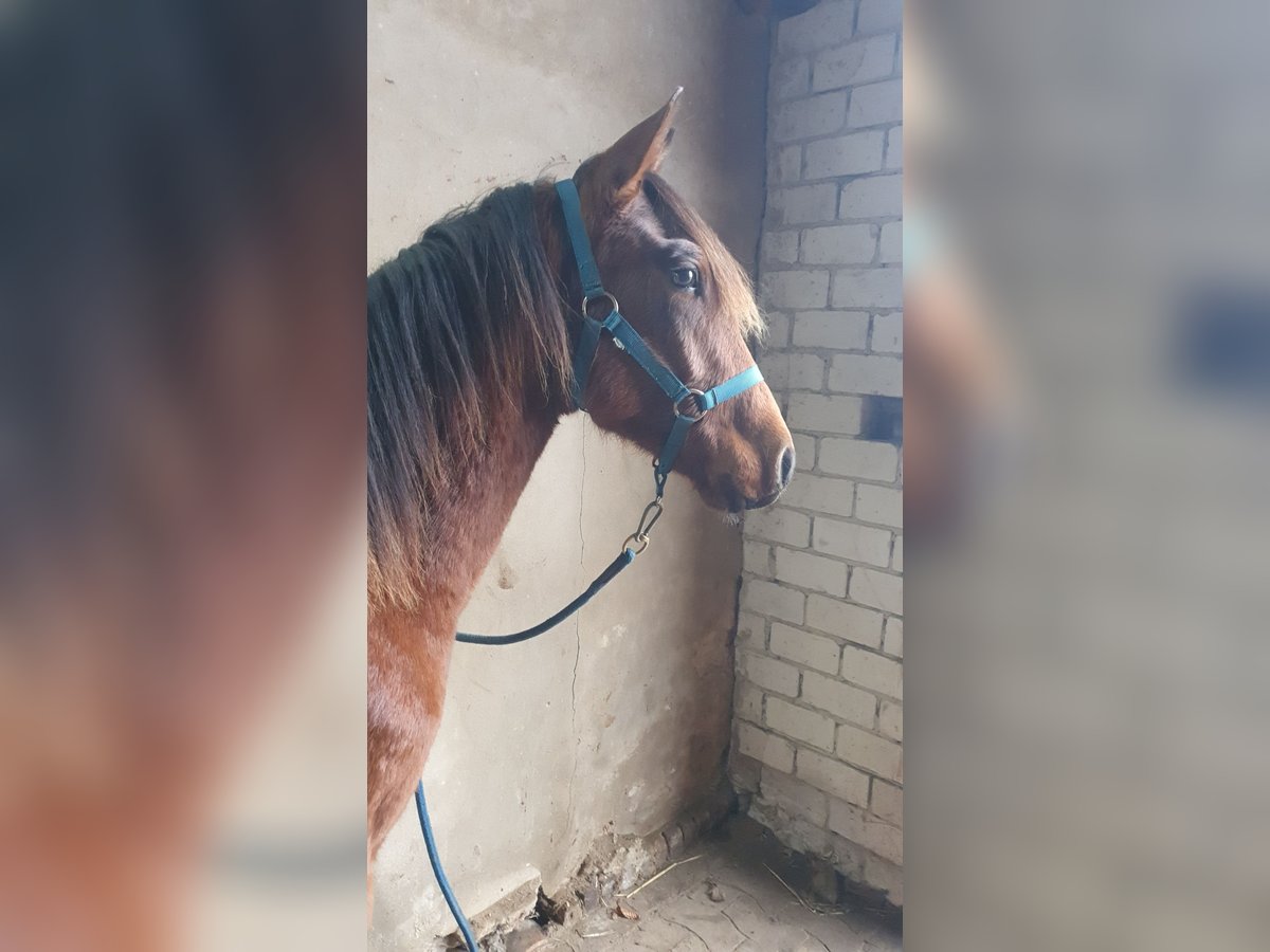 Azteca Stallion 1 year 15,2 hh Brown in R&#xF6;dinghausen