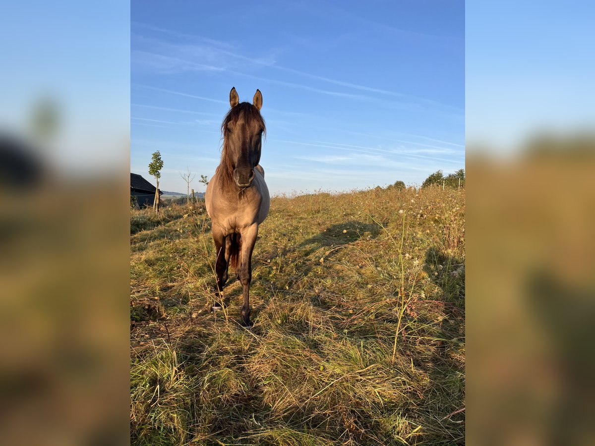 Azteca Stallion 3 years 14,2 hh Grullo in Blankenheim