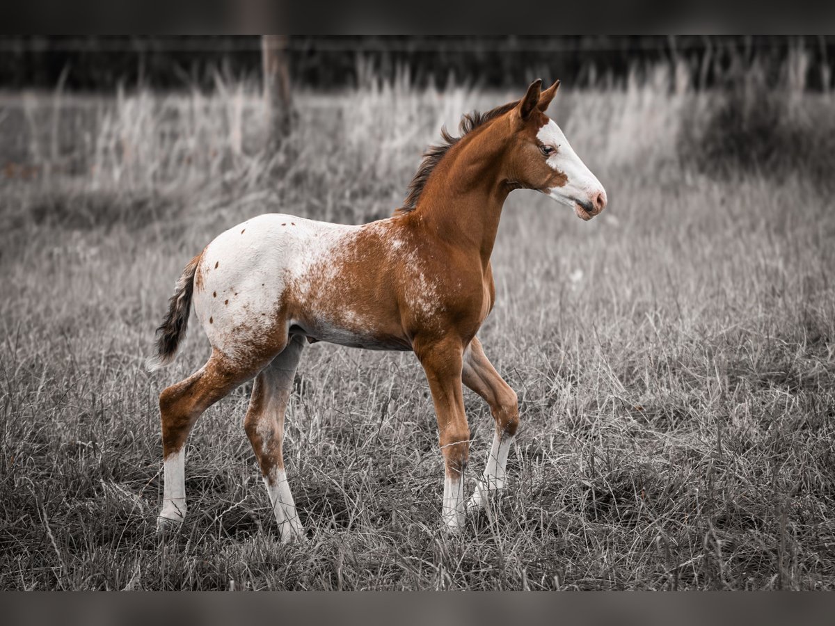 Azteca Stallion  15,2 hh Leopard-Piebald in Geldern