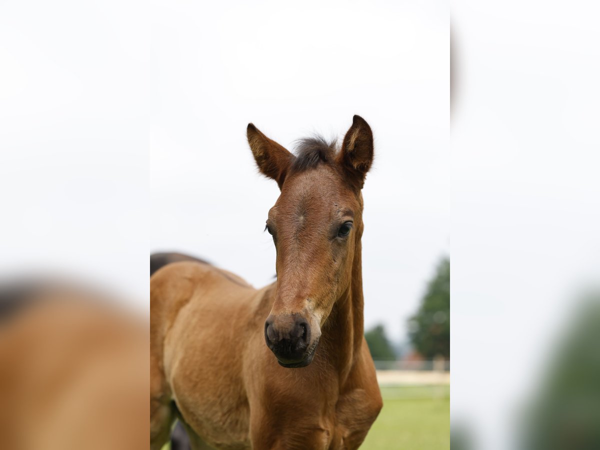 Azteca Stallone Puledri
 (04/2024) 163 cm Baio in Rödinghausen