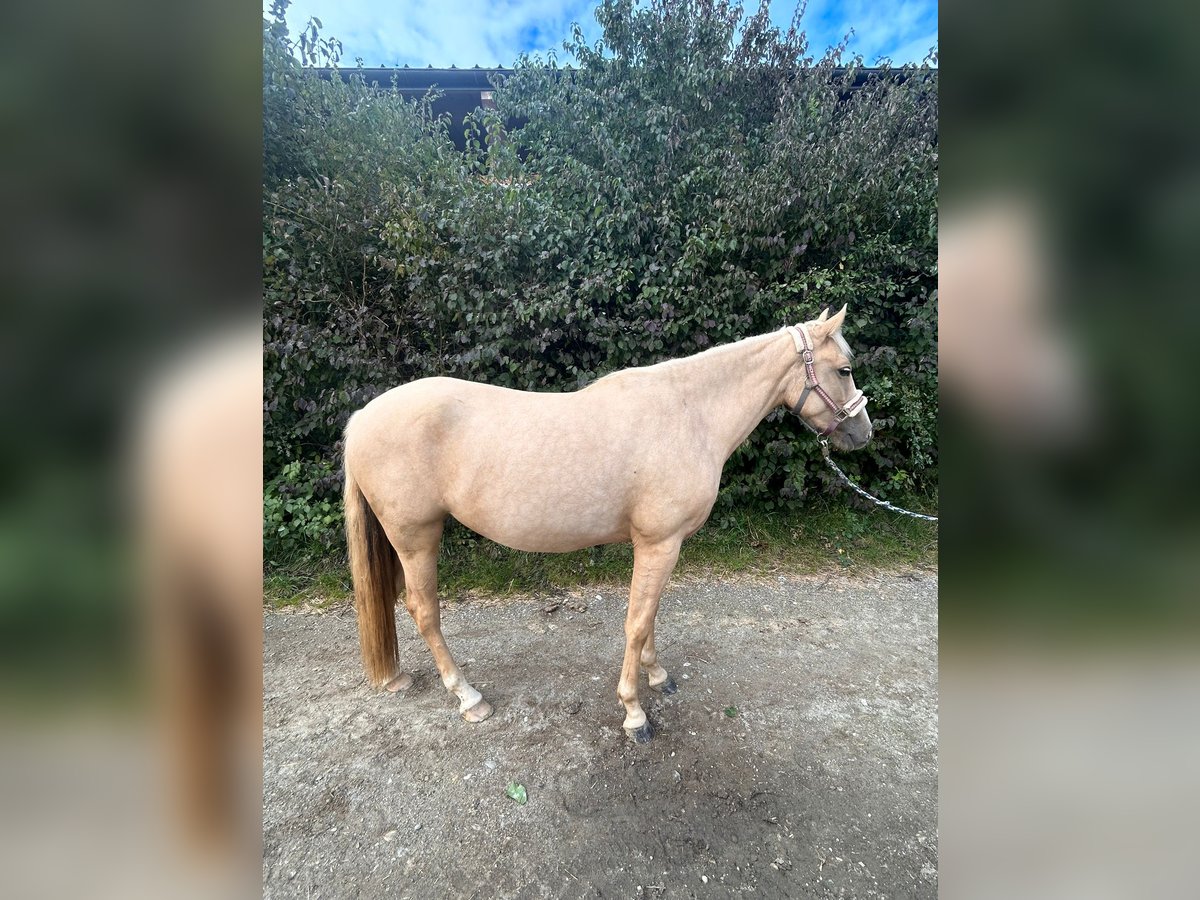 Azteca Stute 2 Jahre 145 cm Palomino in Neumarkt-Sankt Veit