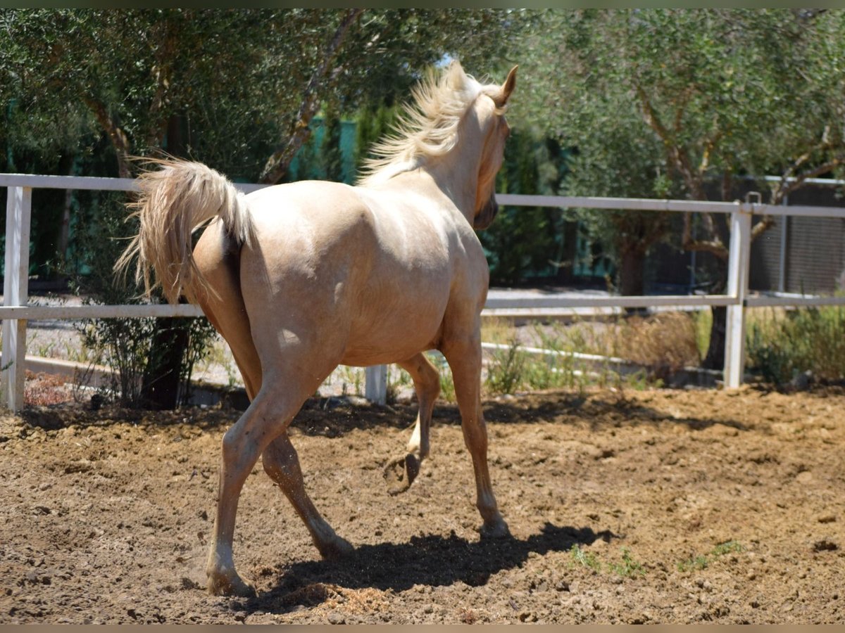 Azteca Wallach 2 Jahre 162 cm Pearl in Lebrija