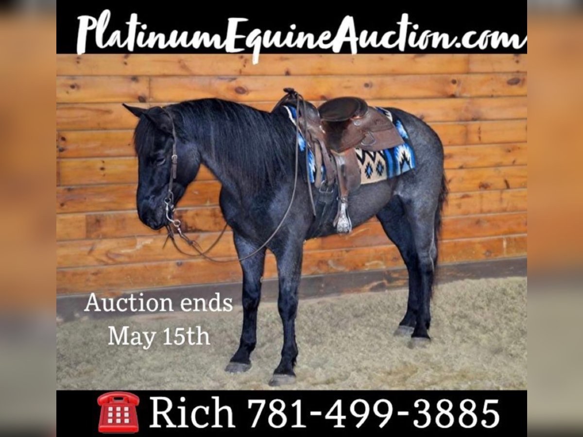 Azteca Wallach 9 Jahre 152 cm Roan-Blue in Bellingham MA